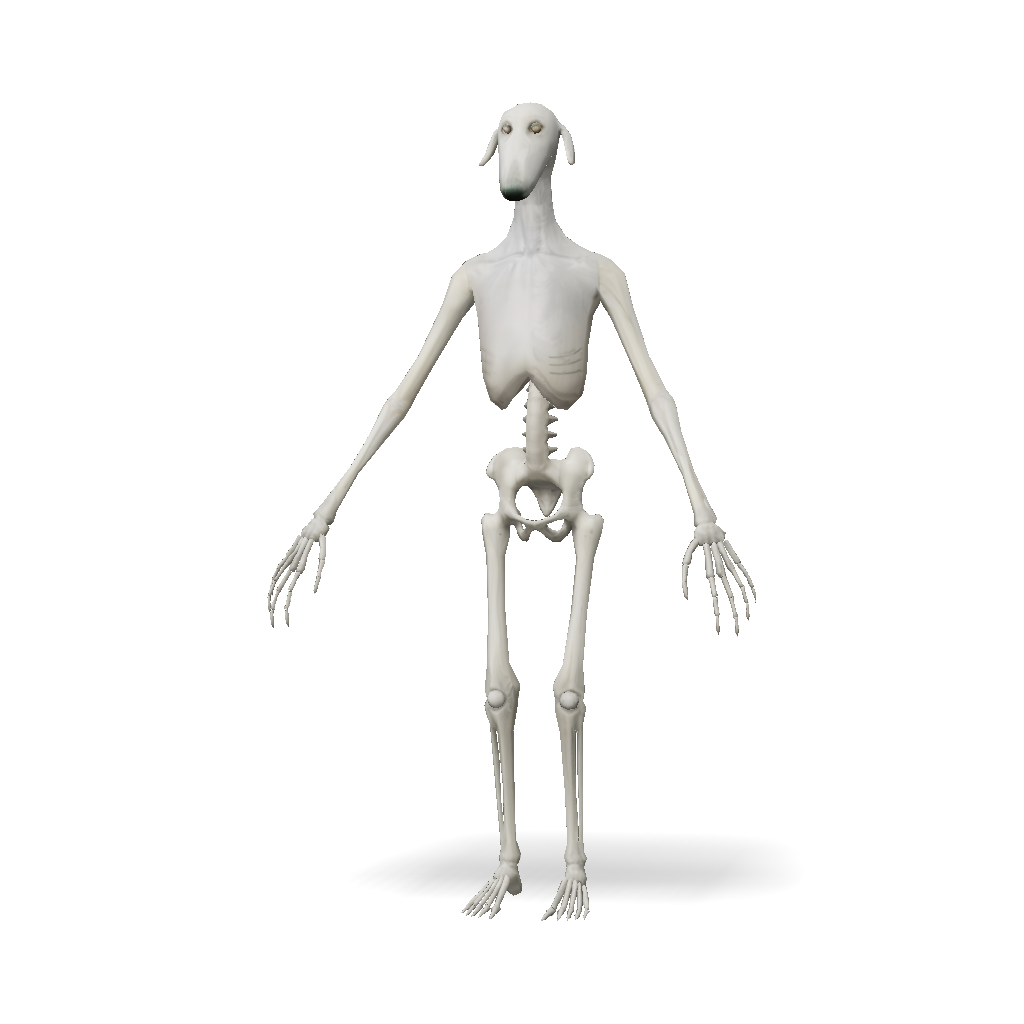 3D Model: bone skeleton humanoid model with elongated limbs pelvis and ...