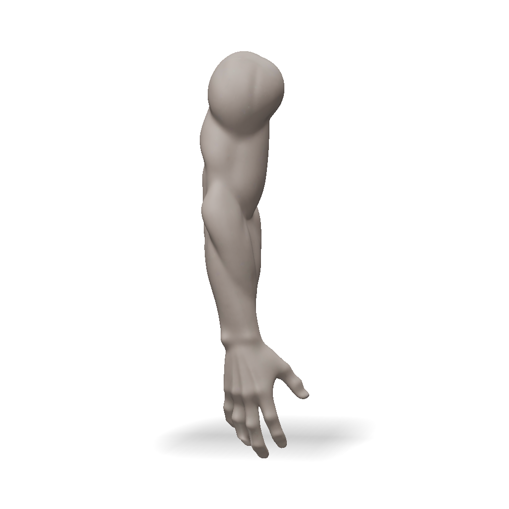 3D Model: Create a realistic human arm model cut cleanly at the deltoid ...