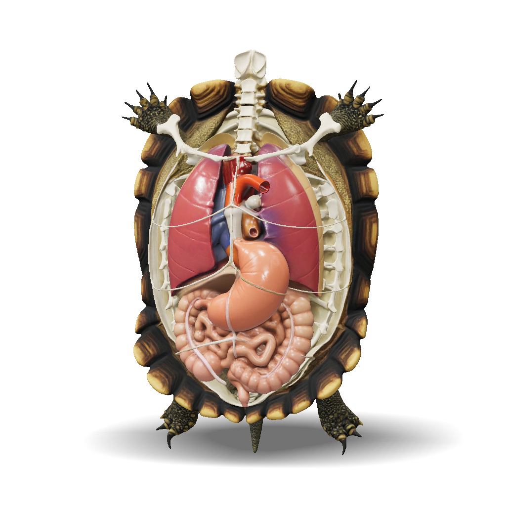 Turtle Anatomy 3D Model, Download Free Turtle Anatomy Model Showing ...