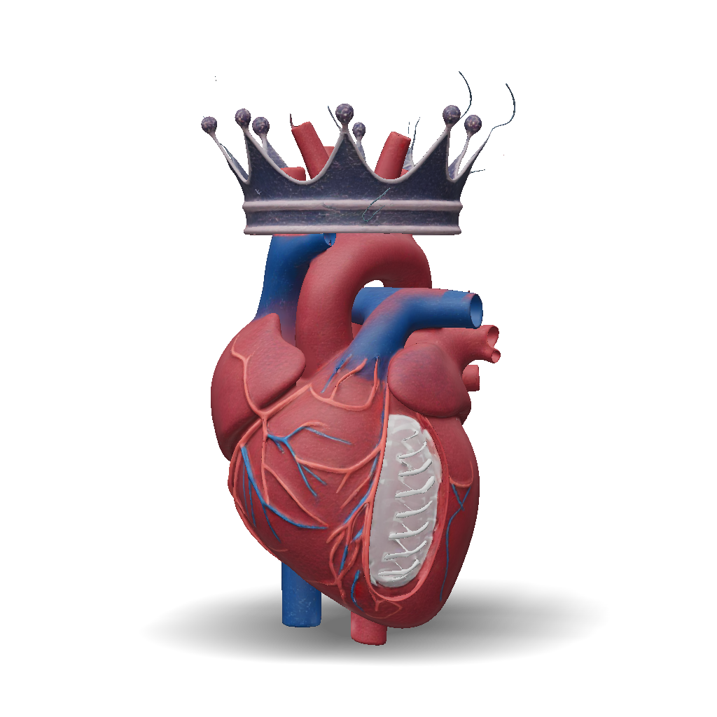 3D Model: A hyper realistic 3D medical illustration of a human heart ...