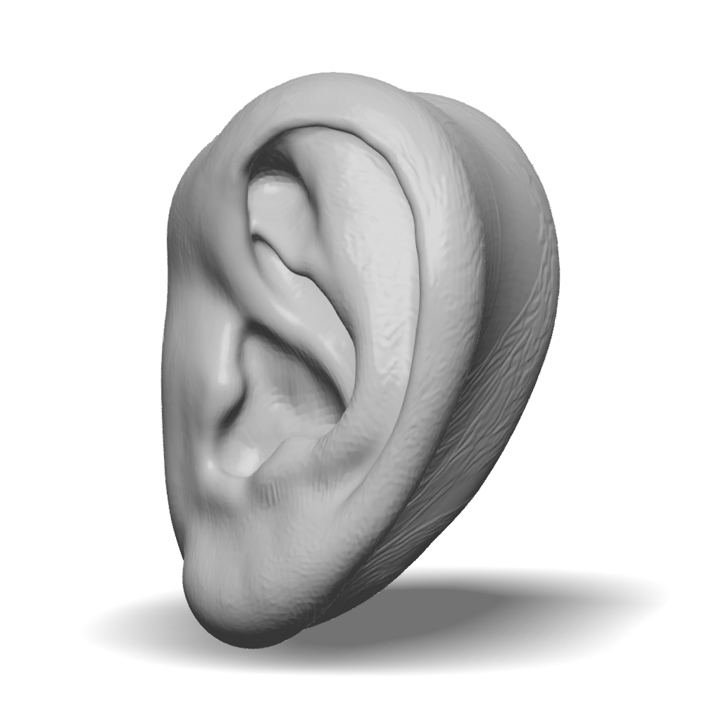 Textured Ear 3D Model: outer ear model with detailed anatomy skin texture peach pink ...