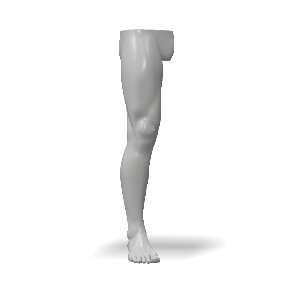 Right Leg Model 3D Model: Right Leg Create a realistic anatomically correct 3D model of ...