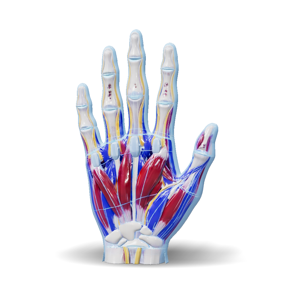 3D Model: hand reference glb anatomical human hand model for medical ...