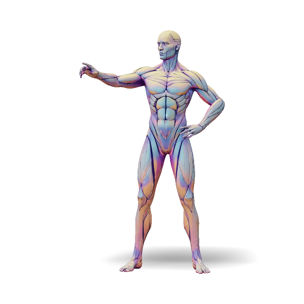 3D Model: standing human figure for a model