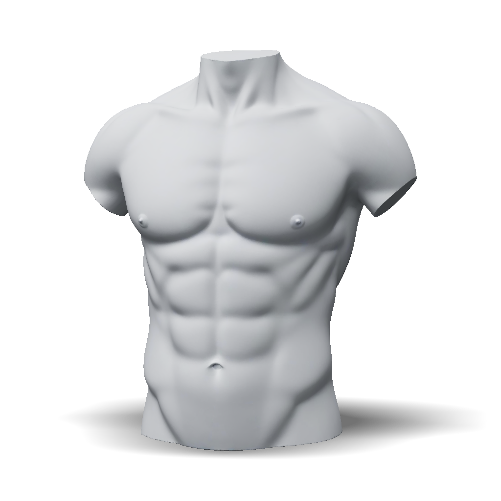 3D Model: A high quality realistic 3D male human torso anatomy model ...